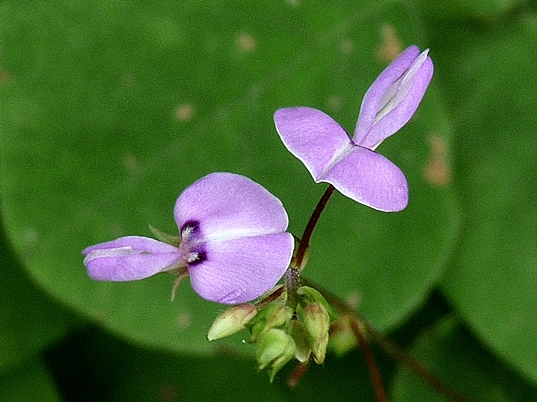 {Desmodium rotundifolium}